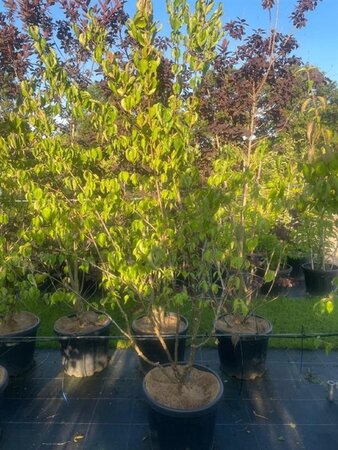 Cornus mas 200-250 cm cont. 45L meerstammig solitair