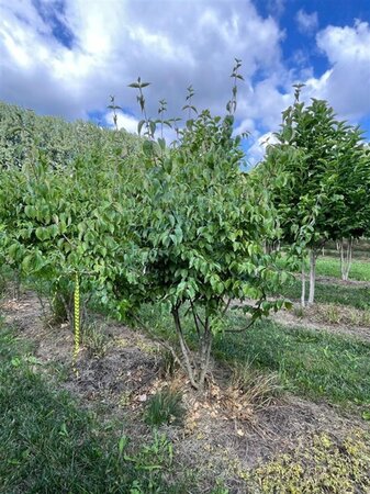 Cornus mas 200-250 cm draadkluit meerstammig