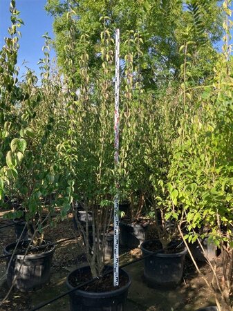 Cornus mas 225-250 cm cont. 150L meerstammig - afbeelding 2