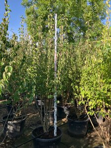 Cornus mas 225-250 cm cont. 150L meerstammig