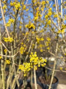 Cornus mas 225-250 cm cont. 150L meerstammig - afbeelding 3