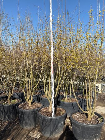 Cornus mas 225-250 cm cont. 150L meerstammig - afbeelding 3