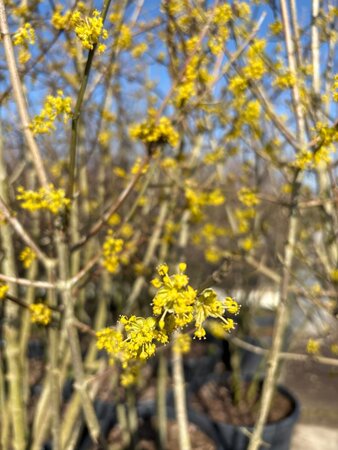 Cornus mas 225-250 cm cont. 150L meerstammig - afbeelding 4