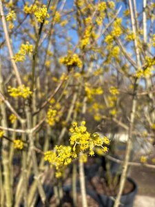 Cornus mas 225-250 cm cont. 150L meerstammig - afbeelding 4