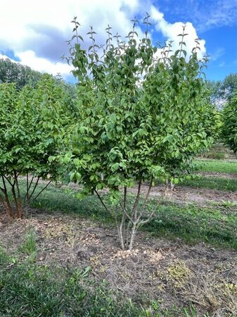 Cornus mas 250-300 cm draadkluit meerstammig extra - afbeelding 1