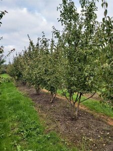 Cornus mas 250-300 cm draadkluit meerstammig extra