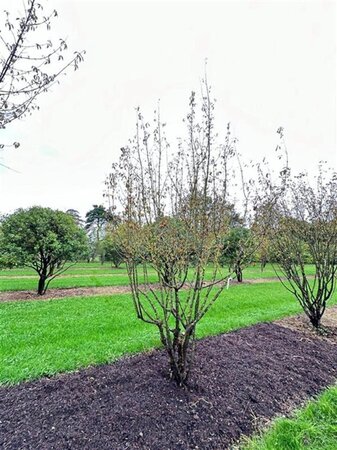 Cornus mas 400-450 cm draadkluit meerstammig solitair - afbeelding 1