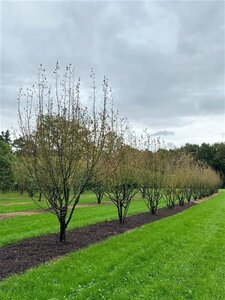 Cornus mas 400-450 cm WRB multi-stem Single - image 2