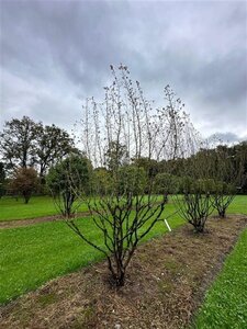 Cornus mas 450-500 cm draadkluit meerstammig solitair
