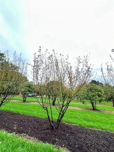 Cornus mas 450-500 cm WRB multi-stem Single - image 2