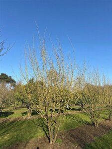 Cornus mas 450-500 cm WRB multi-stem Single - image 3