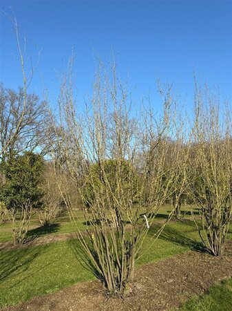 Cornus mas 450-500 cm WRB multi-stem Single - image 4