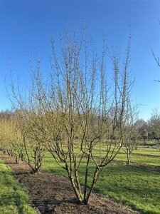 Cornus mas 450-500 cm WRB multi-stem Single - image 6