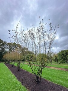 Cornus mas 450-500 cm WRB multi-stem Single - image 7