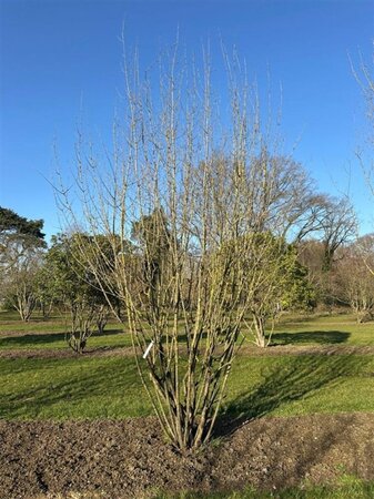 Cornus mas 500-550 cm WRB multi-stem