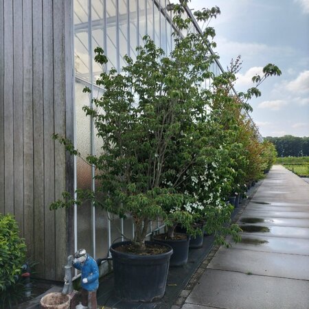 Cornus x Stellar Pink (Rutgan) 300-350 cm container multi-stem