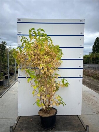 Cornus sang. 'Winter Beauty' 125-150 cm cont. 20L meerstammig