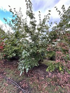 Cornus Venus 350-400 cm container meerstammig - afbeelding 2