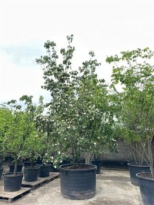 Cornus Venus 350-400 cm container multi-stem