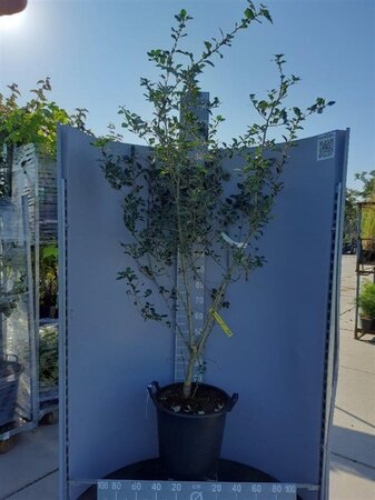 Crataegus grignonensis 200-225 cm draadkluit meerstammig