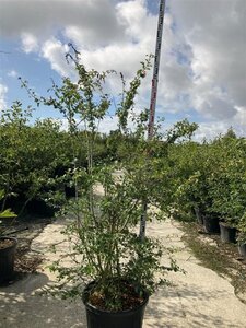 Crataegus monogyna 200-225 cm cont. 90L meerstammig - afbeelding 2