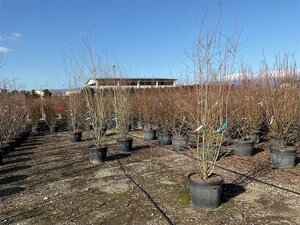 Crataegus media 'Paul's Scarlet' 250-300 cm container meerstammig - afbeelding 1