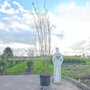 Crataegus media 'Paul's Scarlet' 250-300 cm container meerstammig