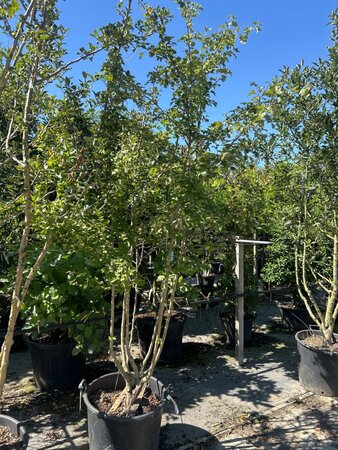 Crataegus media 'Paul's Scarlet' 250-300 cm draadkluit meerstammig