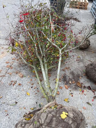 Crataegus persimilis 'Splendens' 250-300 cm draadkluit meerstammig - afbeelding 5