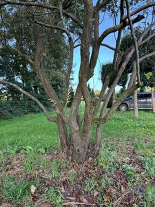 Cydonia oblonga (kweepeer) 450-500 cm draadkluit meerstammig solitair - afbeelding 2