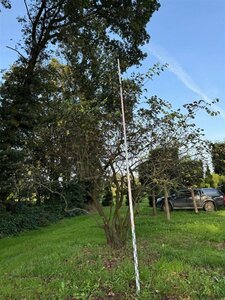 Cydonia oblonga (kweepeer) 450-500 cm draadkluit meerstammig solitair - afbeelding 3