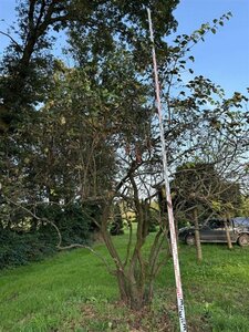 Cydonia oblonga (kweepeer) 450-500 cm WRB multi-stem Single