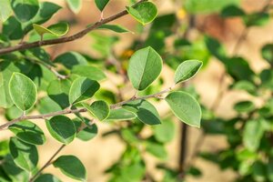 Cydonia o. 'Leskovacka' 175-200 cm draadkluit meerstammig - afbeelding 5