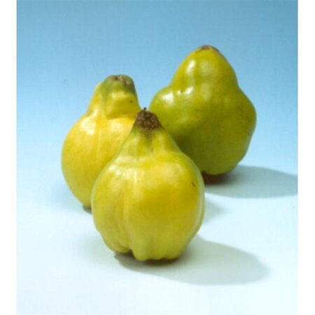 Cydonia o. 'Leskovacka' 250-300 cm container meerstammig - afbeelding 7