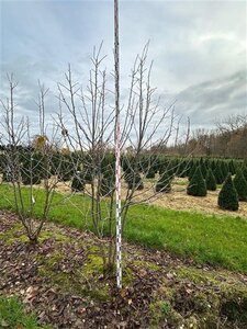 Davidia involucrata 250-300 cm draadkluit meerstammig extra - afbeelding 2