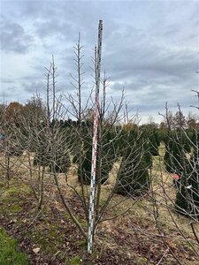 Davidia involucrata 250-300 cm draadkluit meerstammig extra - afbeelding 3