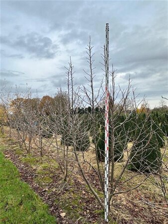 Davidia involucrata 250-300 cm WRB multi-stem extra - image 1