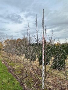 Davidia involucrata 250-300 cm WRB multi-stem extra