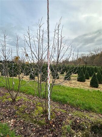 Davidia involucrata 250-300 cm WRB multi-stem extra - image 2