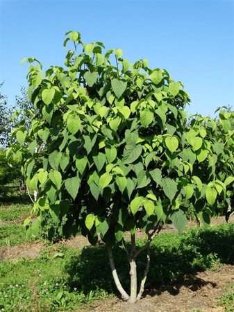 Davidia involucrata 250-300 cm WRB multi-stem extra - image 4