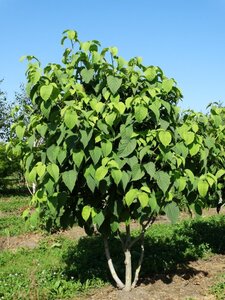 Davidia involucrata 250-300 cm draadkluit meerstammig - afbeelding 2