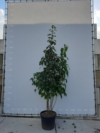Davidia involucrata 250-300 cm draadkluit meerstammig - afbeelding 1