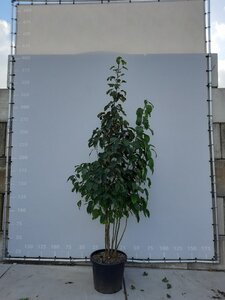 Davidia involucrata 250-300 cm WRB multi-stem