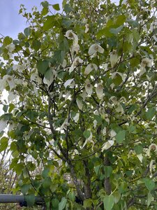 Davidia involucrata 500-600 cm container meerstammig solitair