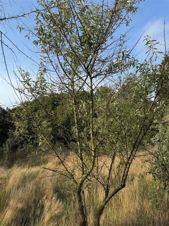 Elaeagnus angustifolia 250-300 cm WRB multi-stem extra - image 1
