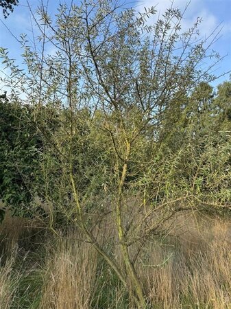 Elaeagnus angustifolia 250-300 cm WRB multi-stem extra - image 2