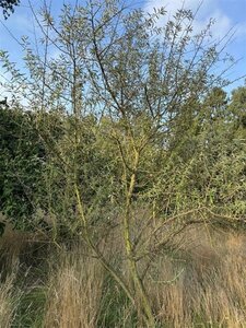 Elaeagnus angustifolia 250-300 cm WRB multi-stem extra - image 2
