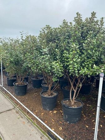 Elaeagnus ebbingei 175-200 cm cont. 50L meerstammig - afbeelding 1