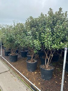 Elaeagnus ebbingei 175-200 cm cont. 50L meerstammig