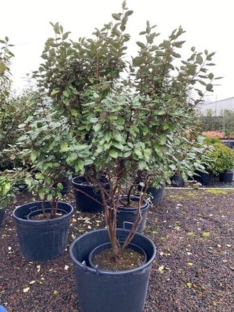 Elaeagnus ebbingei 175-200 cm cont. 50L meerstammig - afbeelding 2